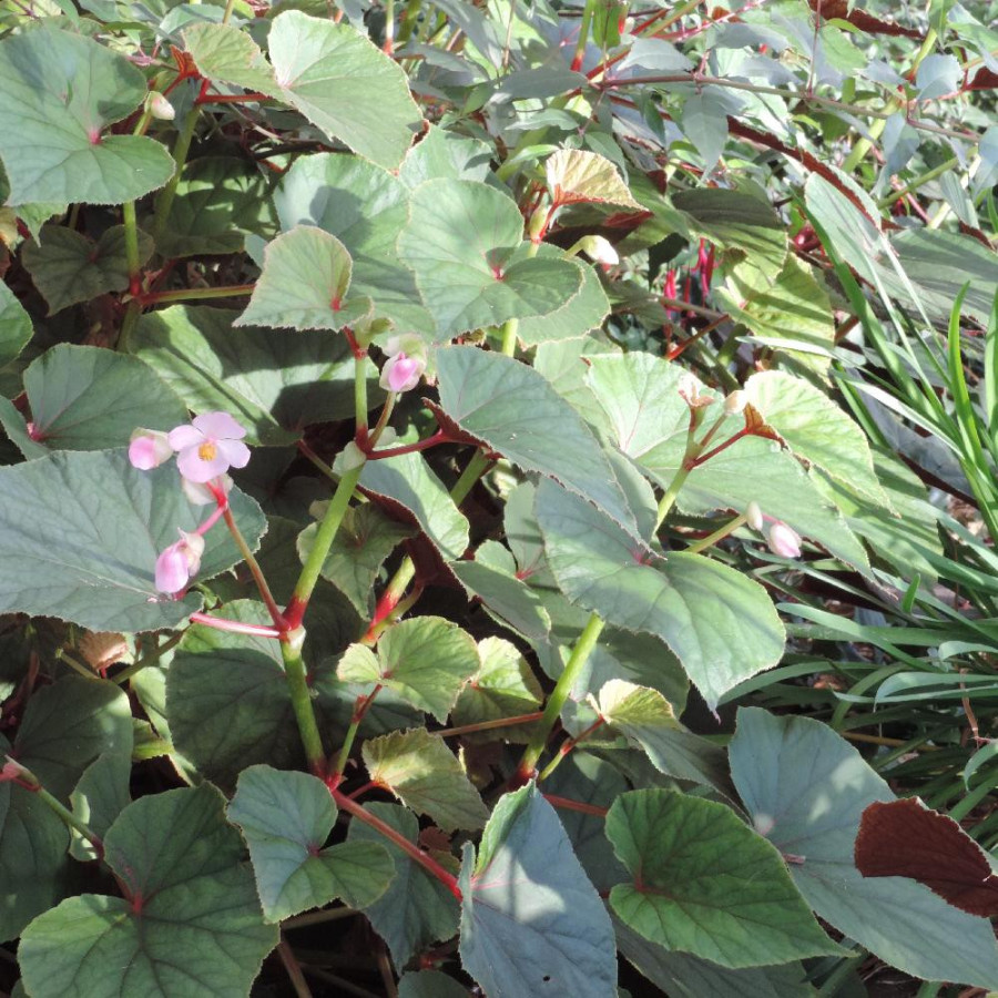 Plantes Vivaces BEGONIA grandis var. evansiana - Bégonia vivace en vente - Pépinière Lepage .