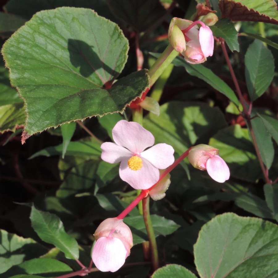 Plantes Vivaces BEGONIA grandis var. evansiana - Bégonia vivace en vente - Pépinière Lepage .