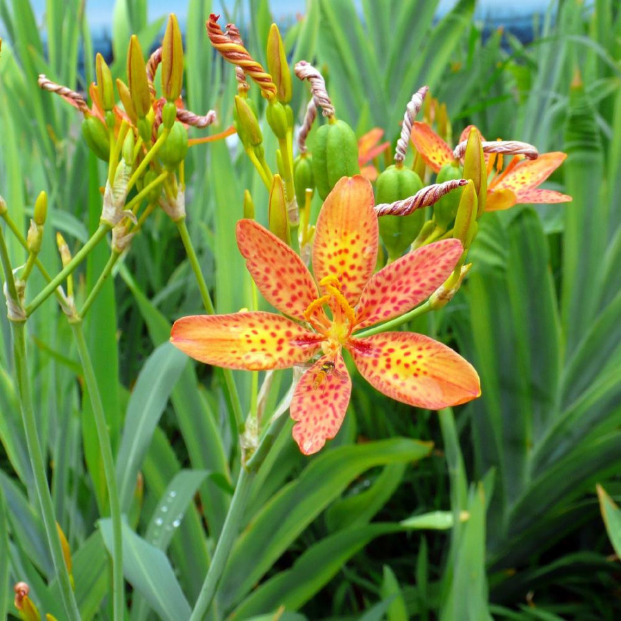 Plantes Vivaces BELAMCANDA chinensis - Iris tigré en vente - Fleur Léopard en vente - Pépinière Lepage .