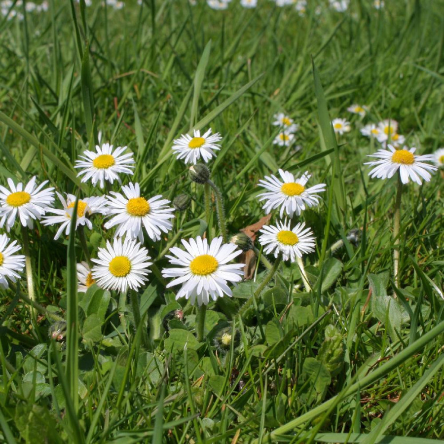 Plantes Vivaces BELLIS perennis - Pâquerette vivace en vente - Pépinière Lepage .