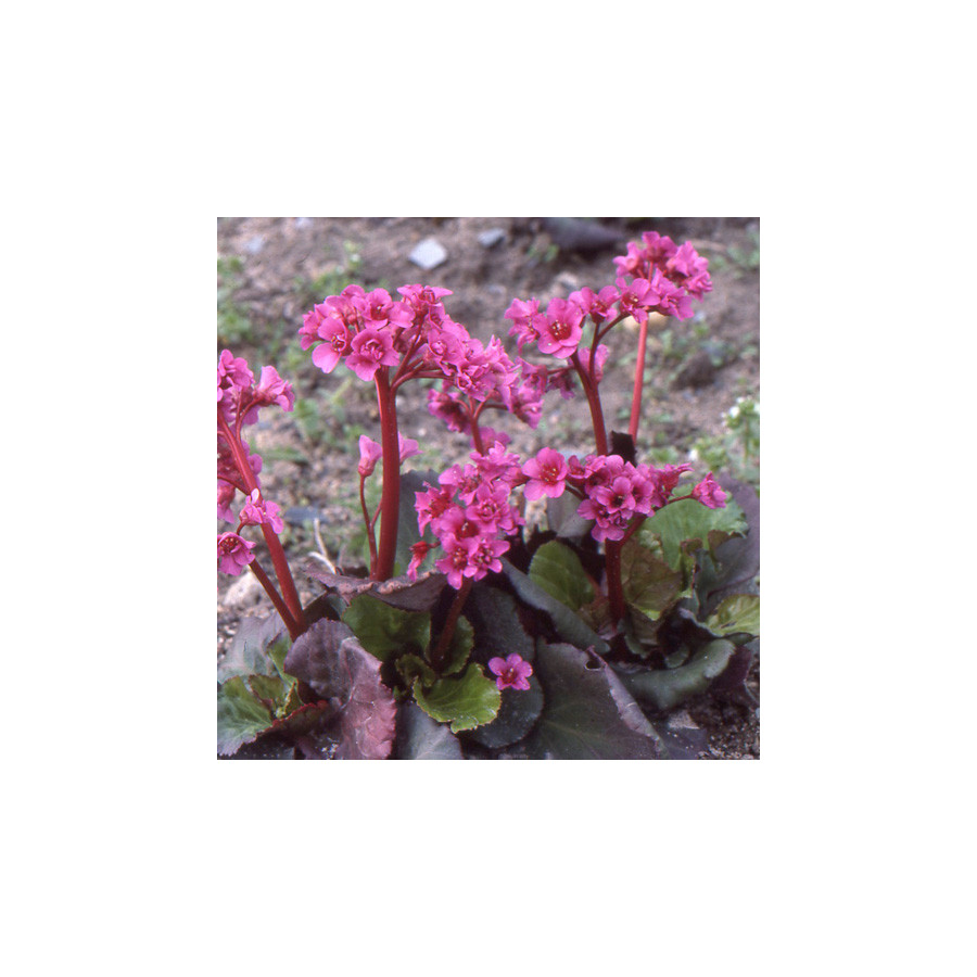 Plantes Vivaces BERGENIA 'Abendglut' - Plante des savetiers en vente - Pépinière Lepage .