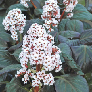 plantes-vivaces-bergenia-bach-plante-des-savetiers-en-vente-pepiniere-lepage-