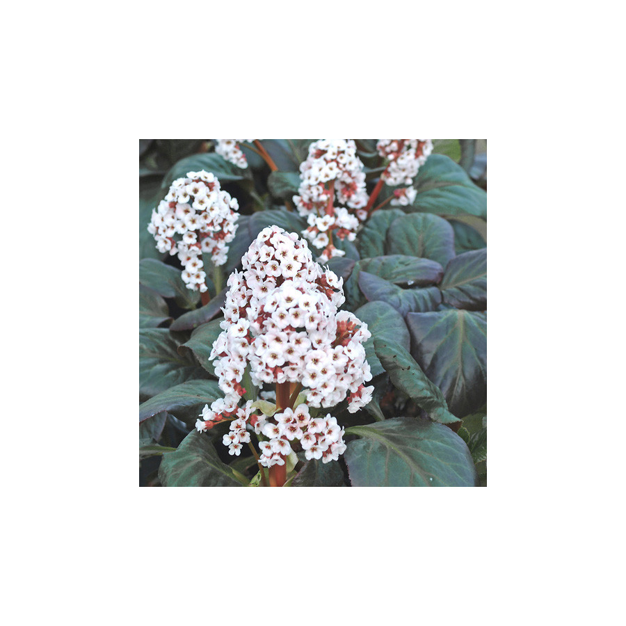 Plantes Vivaces BERGENIA 'Bach'  - Plante des savetiers en vente - Pépinière Lepage .