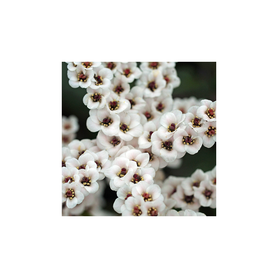 Plantes Vivaces BERGENIA 'Bach'  - Plante des savetiers en vente - Pépinière Lepage .