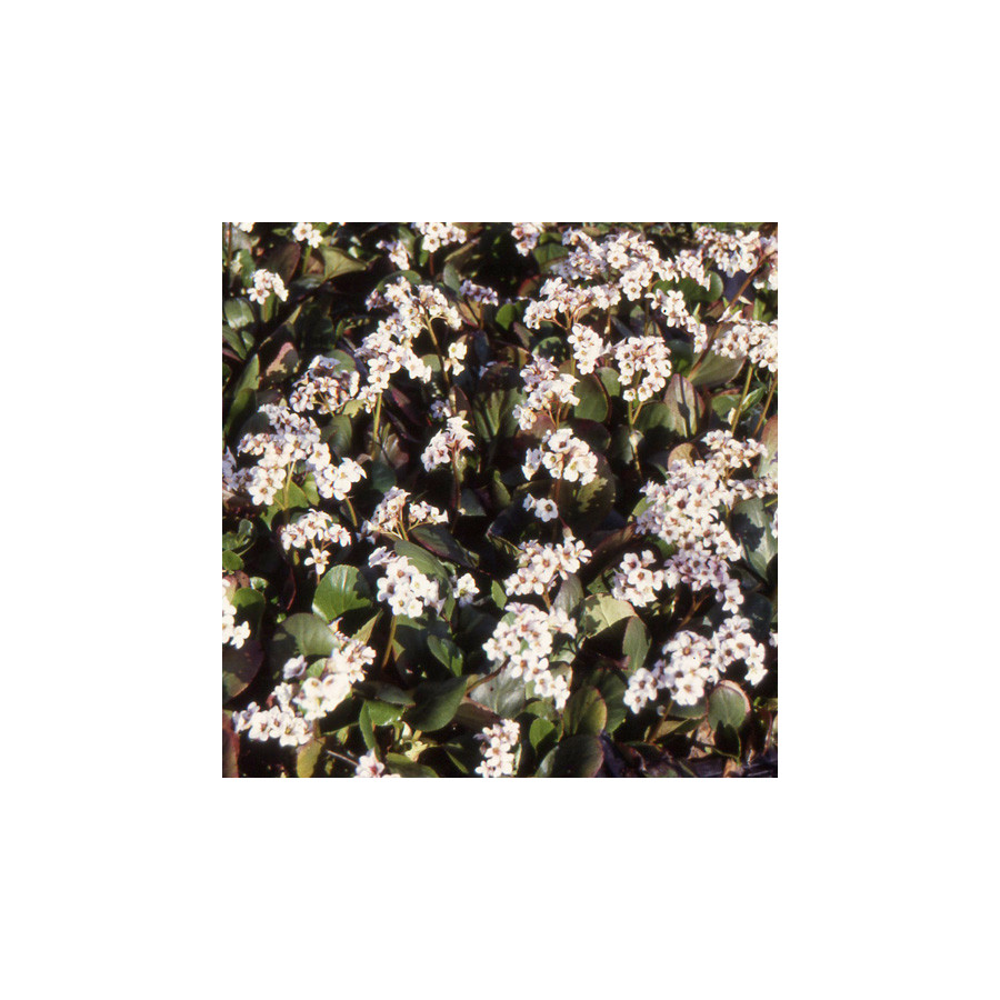 plantes-vivaces-bergenia-bressingham-white-plante-des-savetiers-en-vente-pepiniere-lepage-