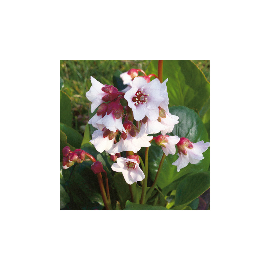 Plantes Vivaces BERGENIA 'Harzkristall' - Plante des savetiers en vente - Pépinière Lepage .