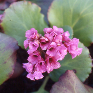 plantes-vivaces-bergenia-morgenrote-plante-des-savetiers-en-vente-pepiniere-lepage-