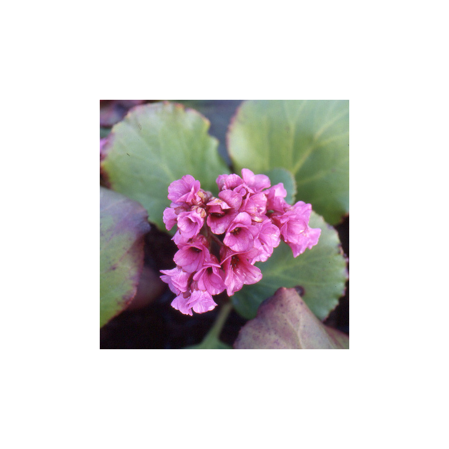 plantes-vivaces-bergenia-morgenrote-plante-des-savetiers-en-vente-pepiniere-lepage-