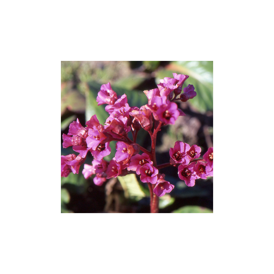 plantes-vivaces-bergenia-morgenrote-plante-des-savetiers-en-vente-pepiniere-lepage-