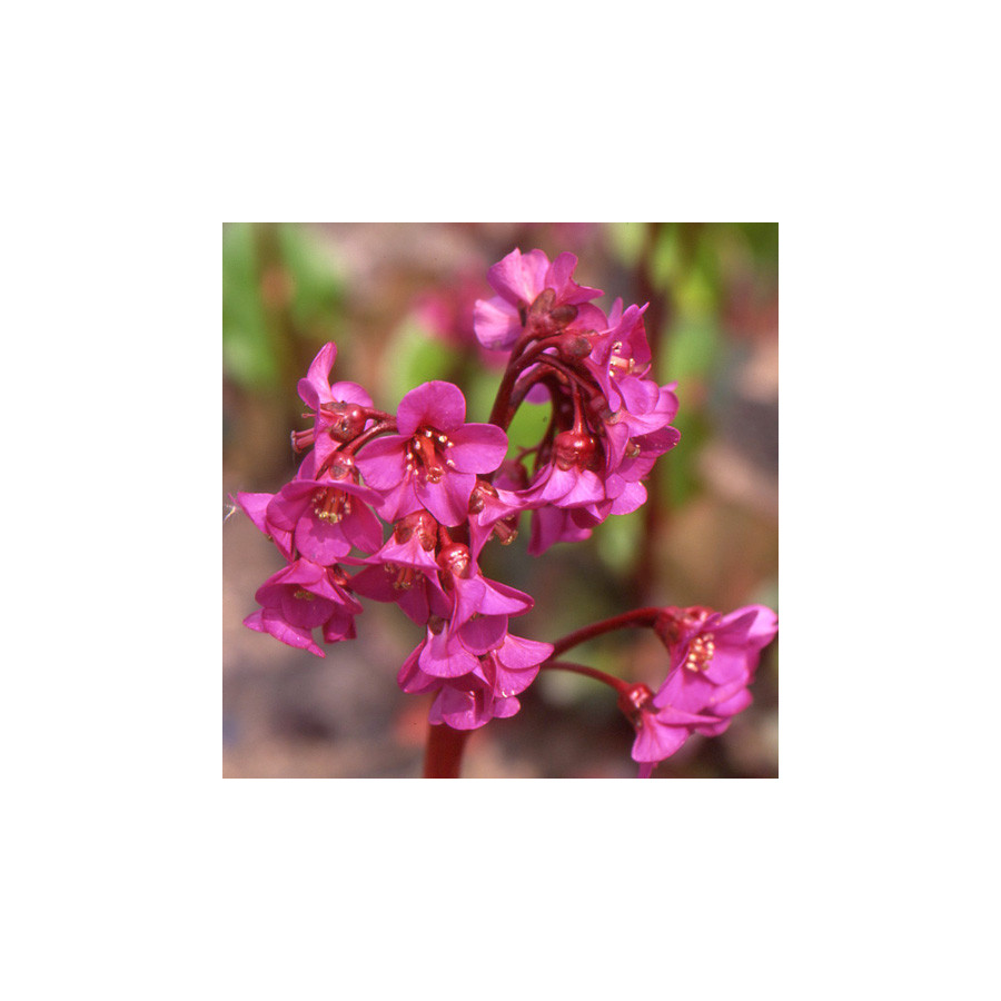 Plantes Vivaces BERGENIA cordifolia 'Eroica' - Plante des savetiers en vente - Pépinière Lepage .