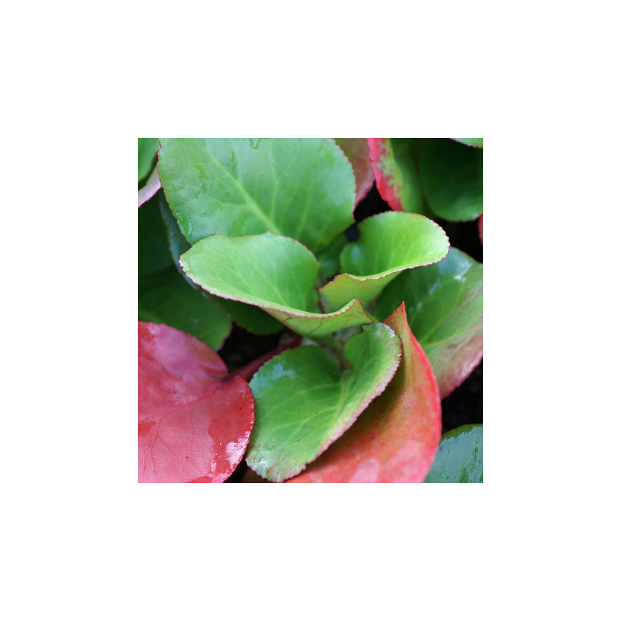 Plantes Vivaces BERGENIA cordifolia 'Eroica' - Plante des savetiers en vente - Pépinière Lepage .