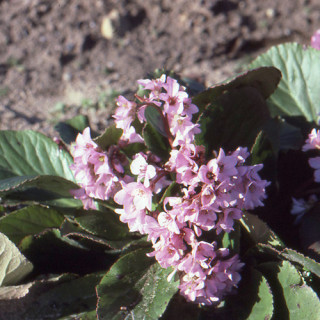 plantes-vivaces-bergenia-crassifolia-plante-des-savetiers-en-vente-pepiniere-lepage-