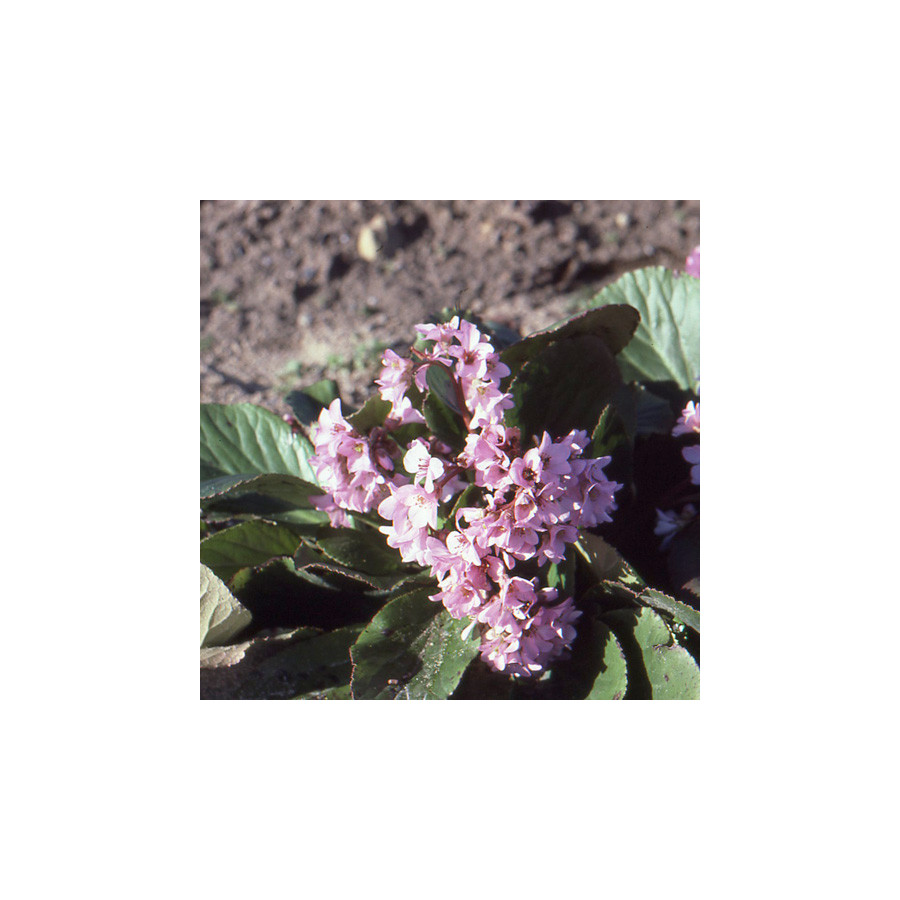 Plantes Vivaces BERGENIA crassifolia - Plante des savetiers en vente - Pépinière Lepage .