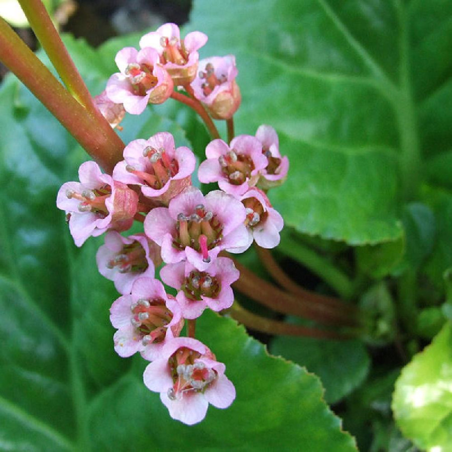 Plantes Vivaces BERGENIA crassifolia - Plante des savetiers en vente - Pépinière Lepage .