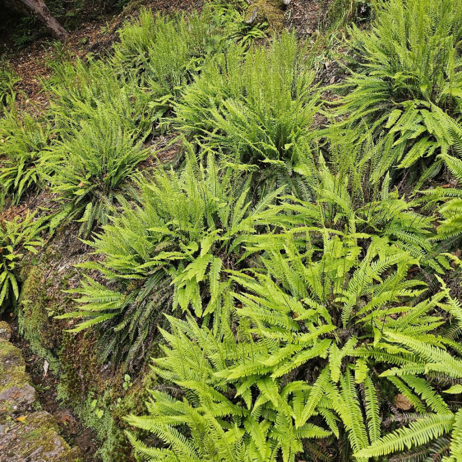 plantes-vivaces-blechnum-spicant-en-vente-pepiniere-lepage-