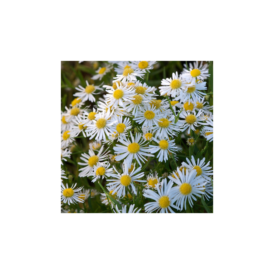 Plantes Vivaces BOLTONIA asteroides var. latisquama - Aster étoilé en vente - Pépinière Lepage .