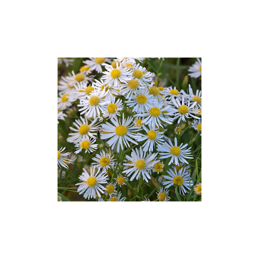 Plantes Vivaces BOLTONIA asteroides var. latisquama - Aster étoilé en vente - Pépinière Lepage .