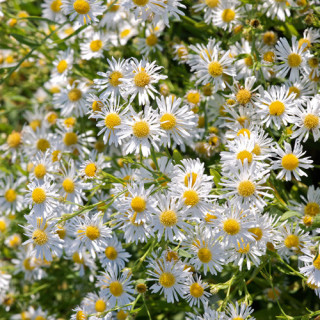 Plantes Vivaces BOLTONIA asteroides var. latisquama - Aster étoilé en vente - Pépinière Lepage .