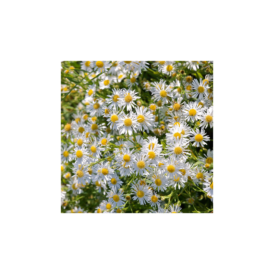 Plantes Vivaces BOLTONIA asteroides var. latisquama - Aster étoilé en vente - Pépinière Lepage .