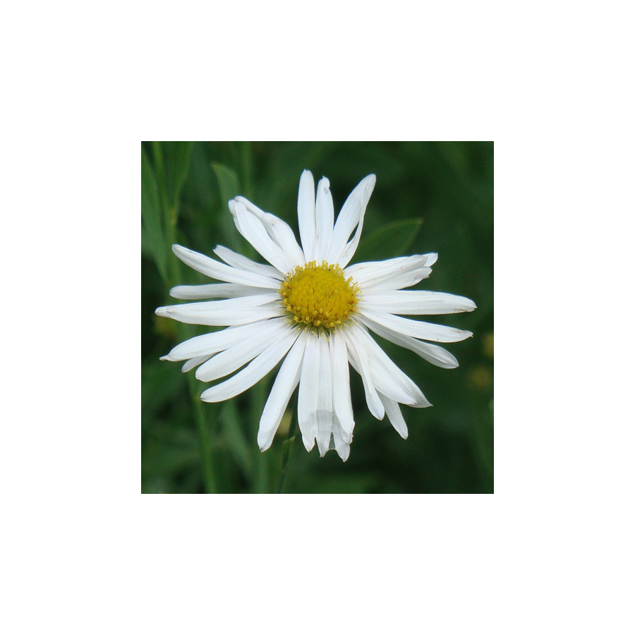Plantes Vivaces BOLTONIA asteroides var. latisquama 'Snowbank' - Aster étoilé en vente - Pépinière Lepage .