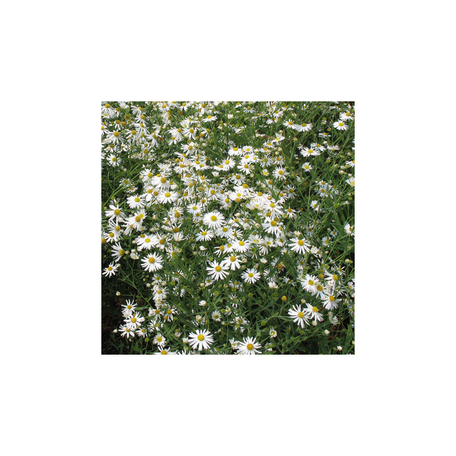 Plantes Vivaces BOLTONIA asteroides var. latisquama 'Snowbank' - Aster étoilé en vente - Pépinière Lepage .