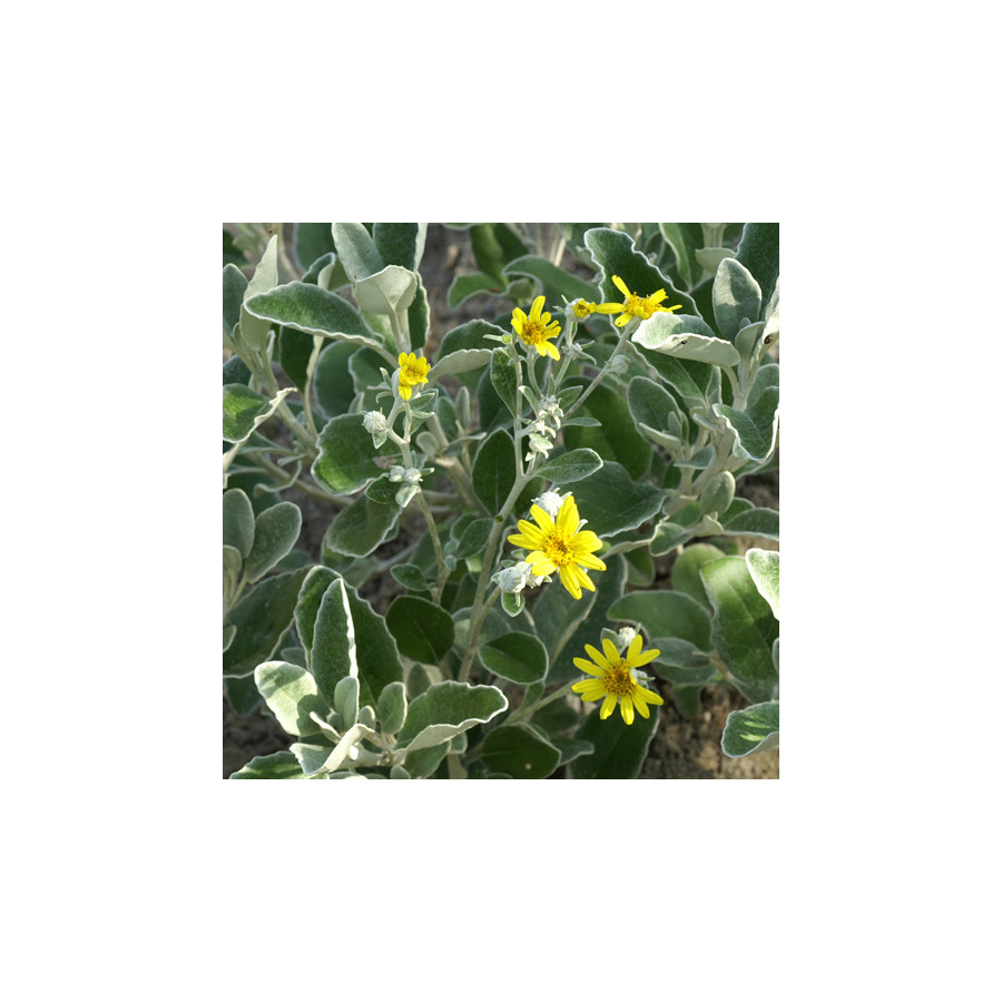 Plantes Vivaces BRACHYGLOTTIS 'Sunshine' - Senecio en vente - Pépinière Lepage .