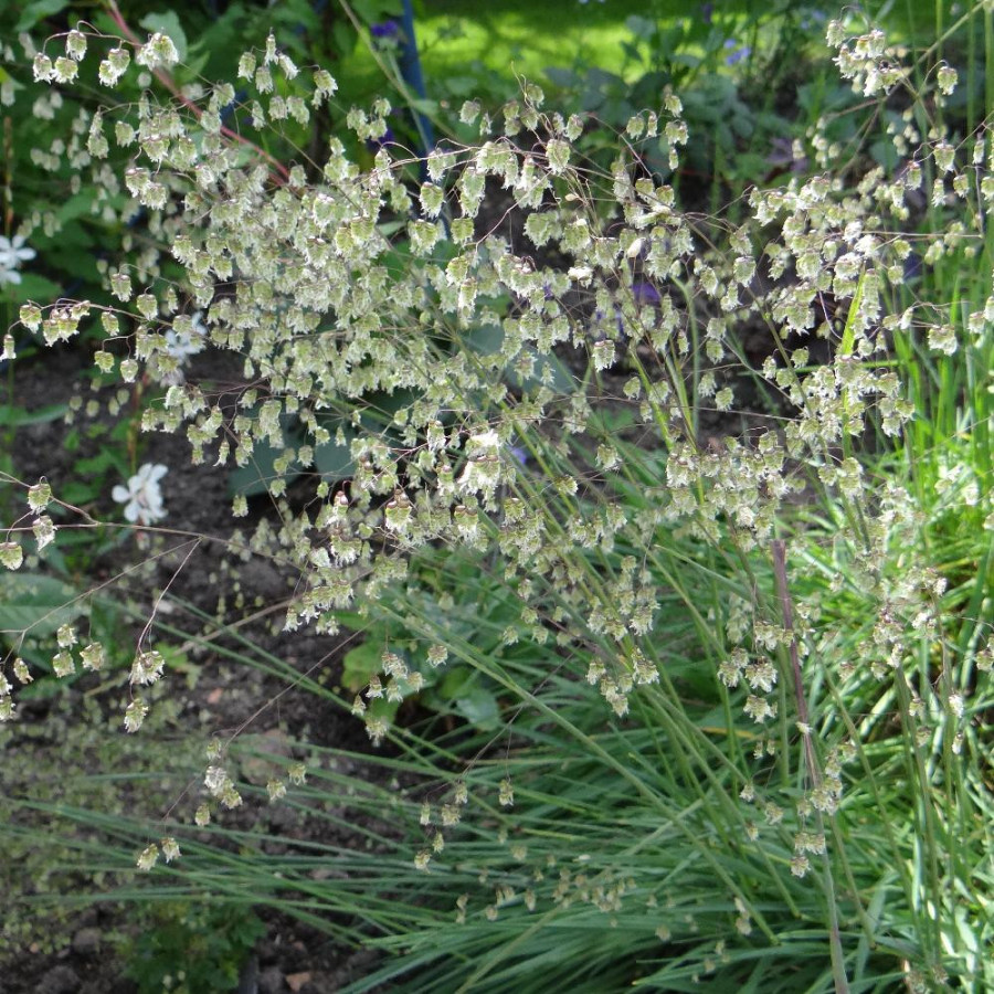 plantes-vivaces-briza-media-brize-en-vente-tremblotte-en-vente-pepiniere-lepage-