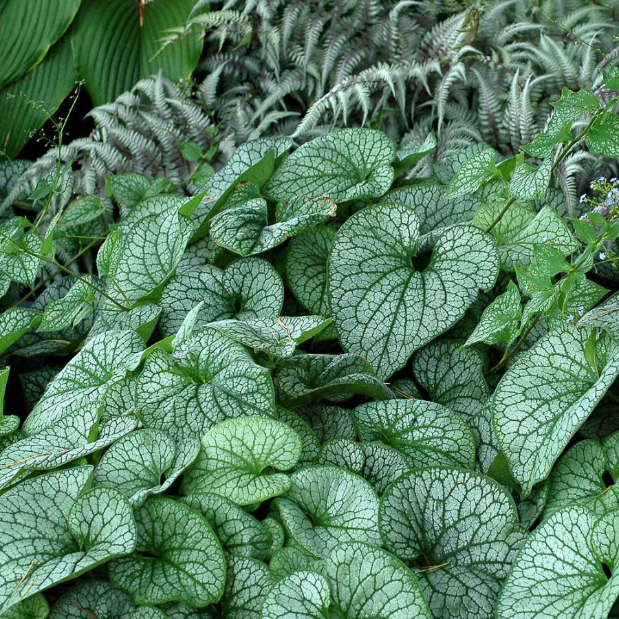 Plantes Vivaces BRUNNERA macrophylla 'Alexander's Great' - Myosotis du Caucase en vente - Pépinière Lepage .