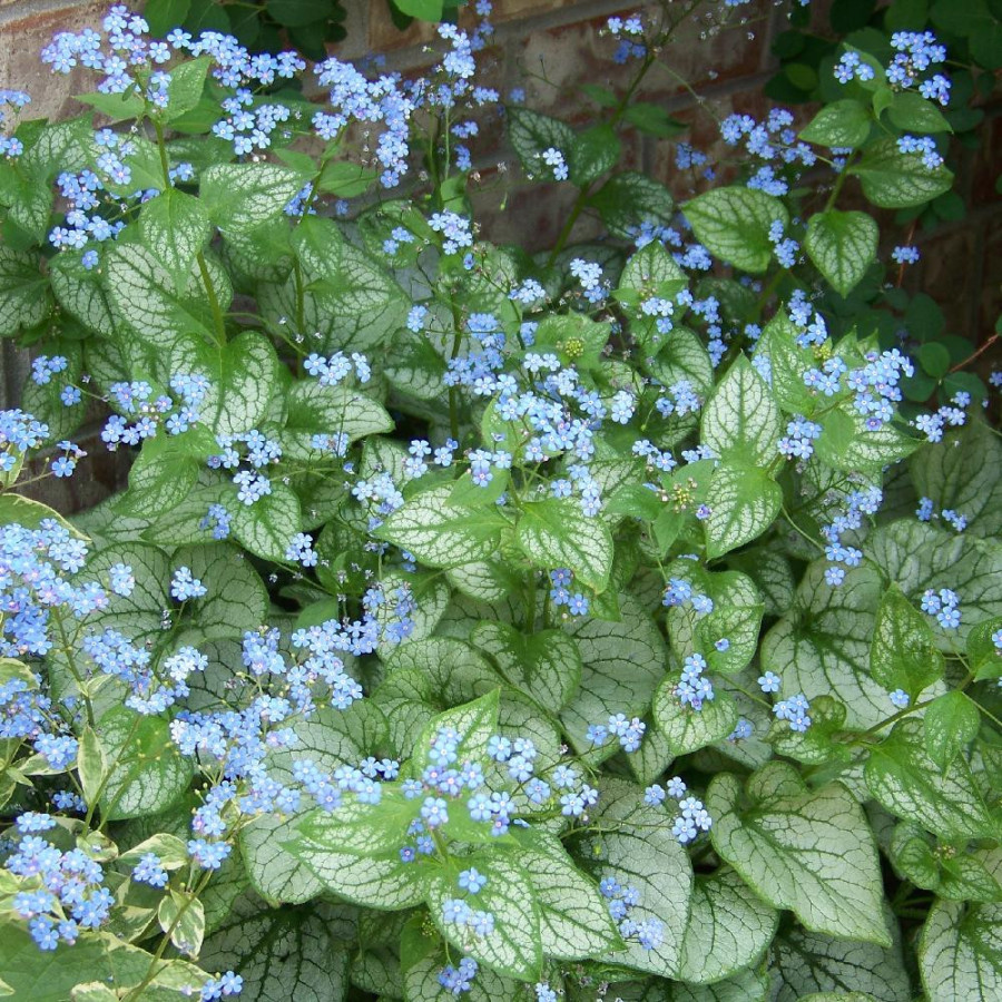 Plantes Vivaces BRUNNERA macrophylla 'Jack Frost' ® - Myosotis du Caucase en vente - Pépinière Lepage .