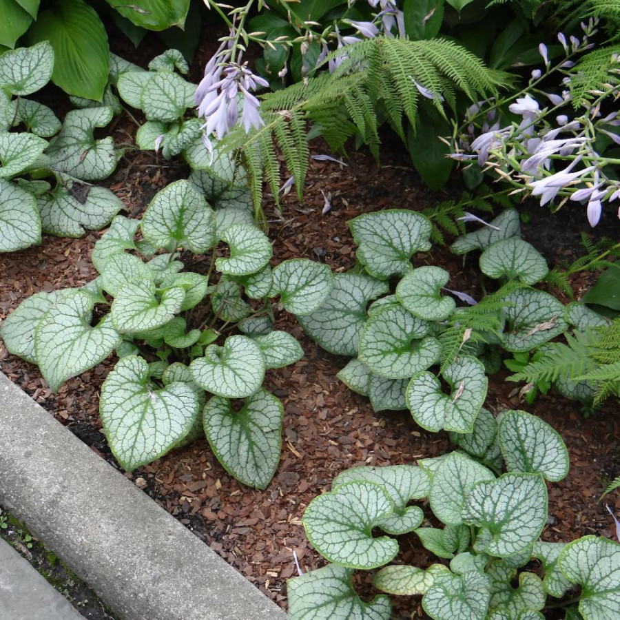Plantes Vivaces BRUNNERA macrophylla 'Silver Heart' ® en vente - Pépinière Lepage .