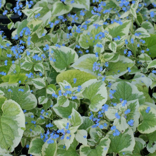 plantes-vivaces-brunnera-macrophylla-variegata-en-vente-pepiniere-lepage-