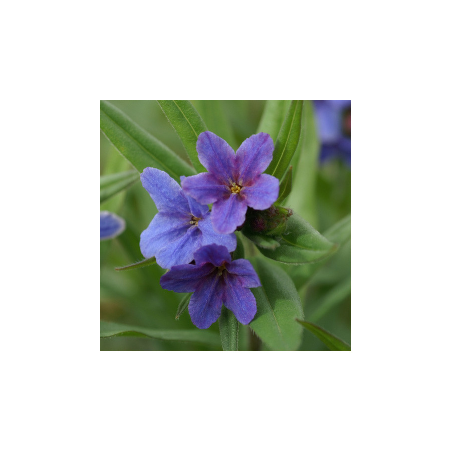 plantes-vivaces-buglossoides-purpurocaerulea-gremil-en-vente-pepiniere-lepage-