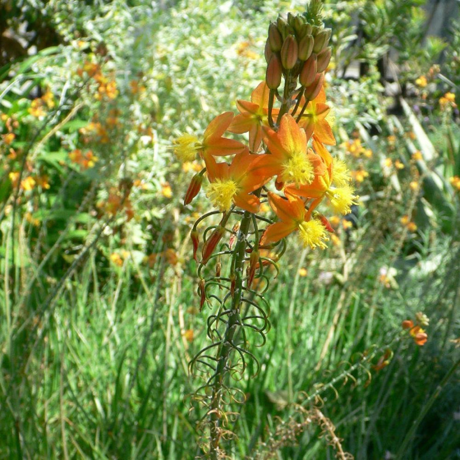 BULBINE frutescens 'Avera Sunset Orange'
