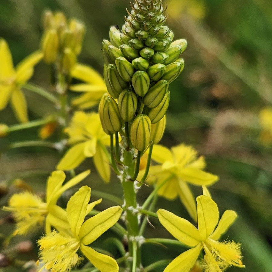 BULBINE frutescens 'Avera Sunset Yellow'