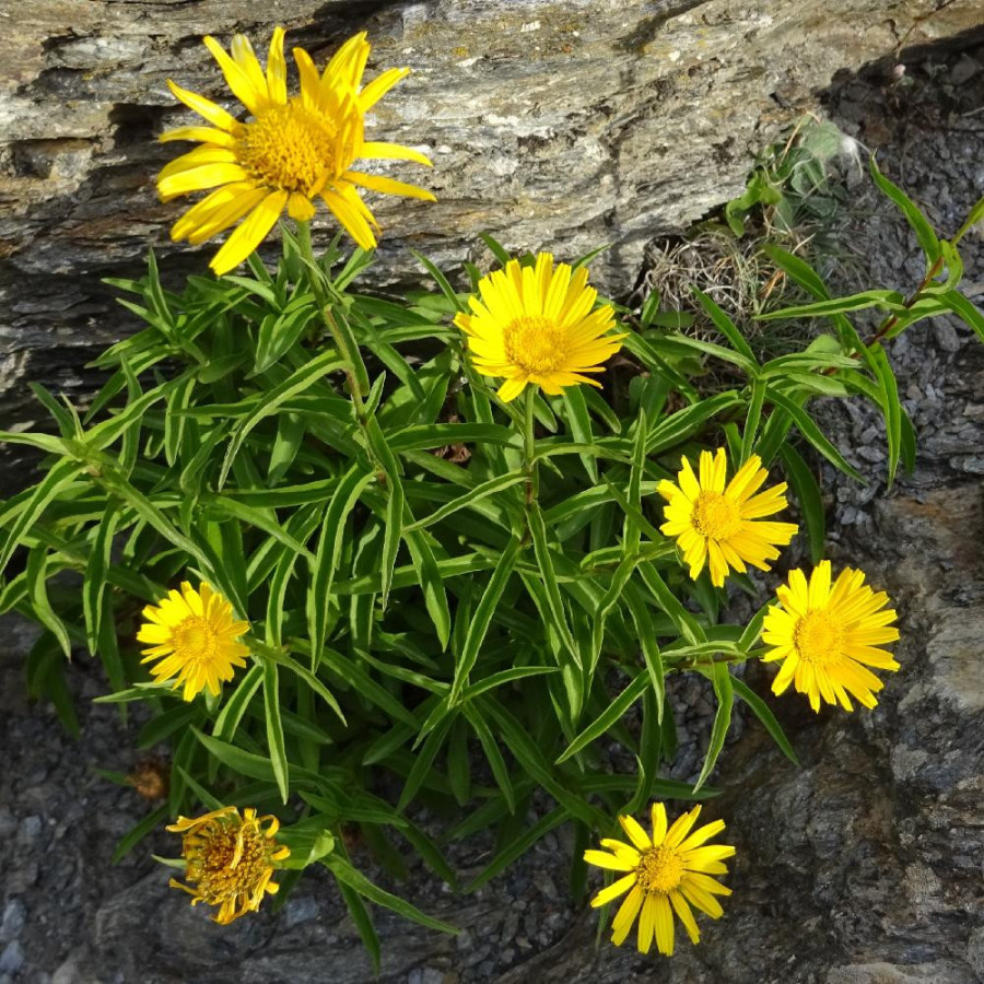 plantes-vivaces-buphthalmum-salicifolium-buphtalme-a-feuilles-de-saule-en-vente-oeil-de-boeuf-en-vente-pepiniere-lepage-