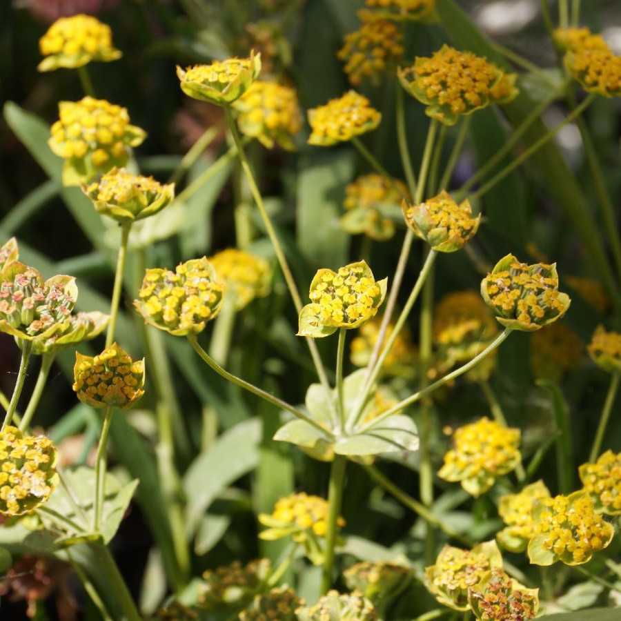 Plantes Vivaces BUPLEURUM falcatum - Buplèvre en faux en vente - Percefeuille en vente - Pépinière Lepage .
