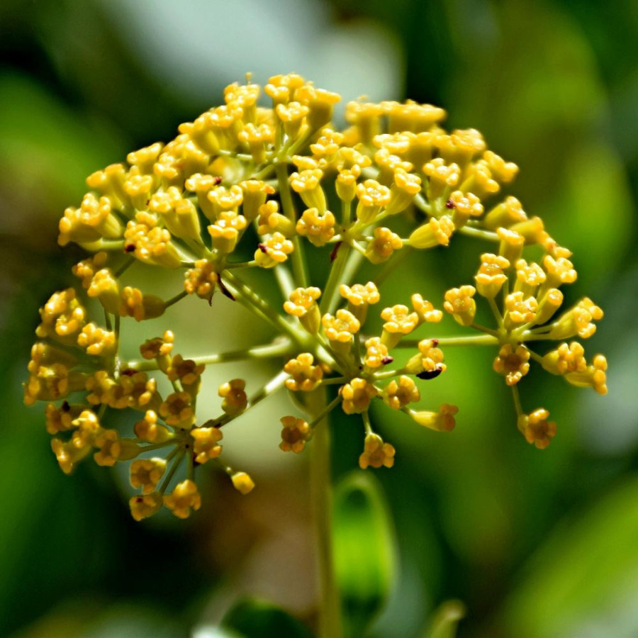 BUPLEURUM fruticosum