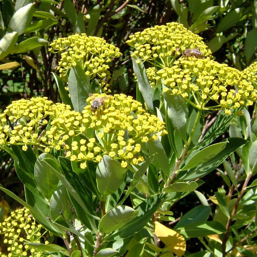 BUPLEURUM fruticosum