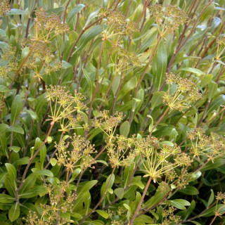 BUPLEURUM fruticosum