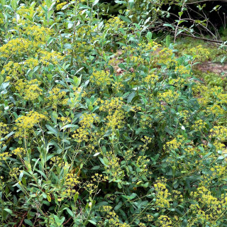 BUPLEURUM fruticosum
