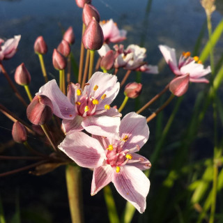 plantes-vivaces-butomus-umbellatus-jonc-fleuri-en-vente-pepiniere-lepage-