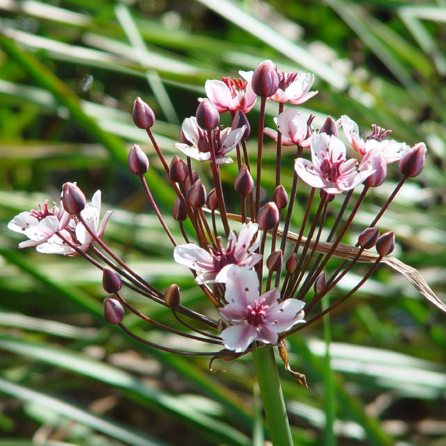 plantes-vivaces-butomus-umbellatus-jonc-fleuri-en-vente-pepiniere-lepage-