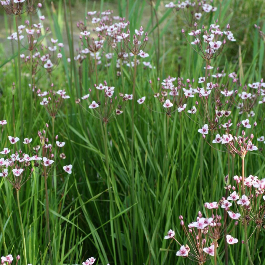 plantes-vivaces-butomus-umbellatus-jonc-fleuri-en-vente-pepiniere-lepage-