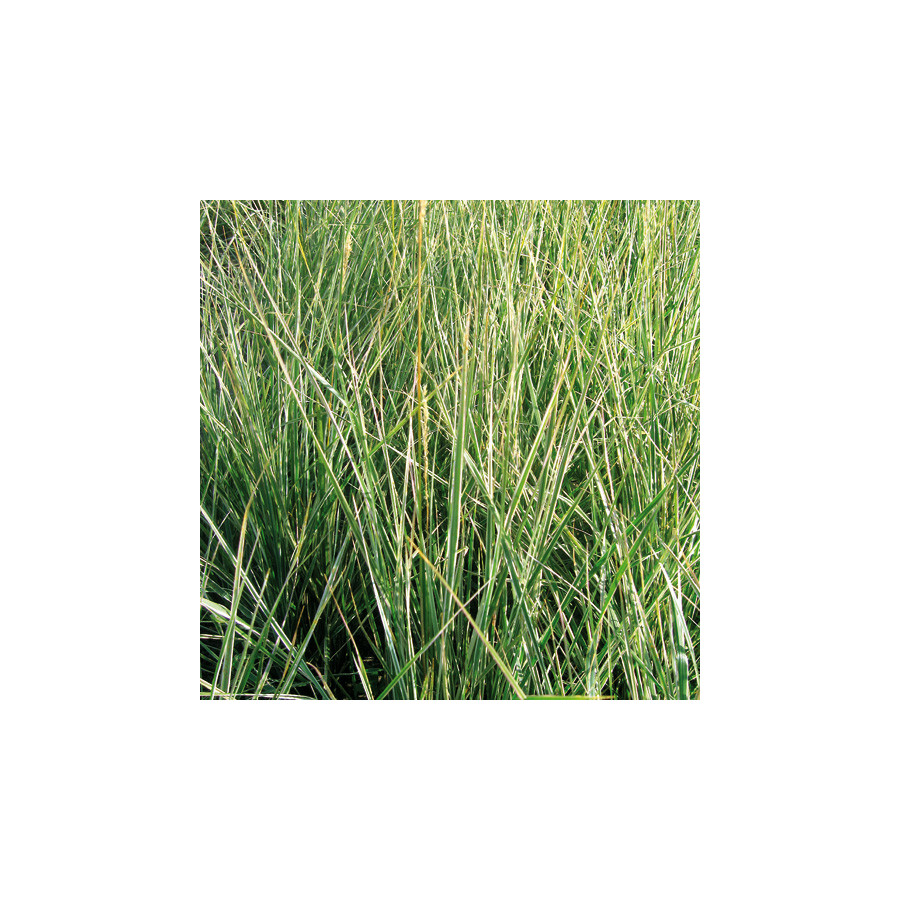 plantes-vivaces-calamagrostis-acutiflora-avalanche-calamagrostide-en-vente-pepiniere-lepage-