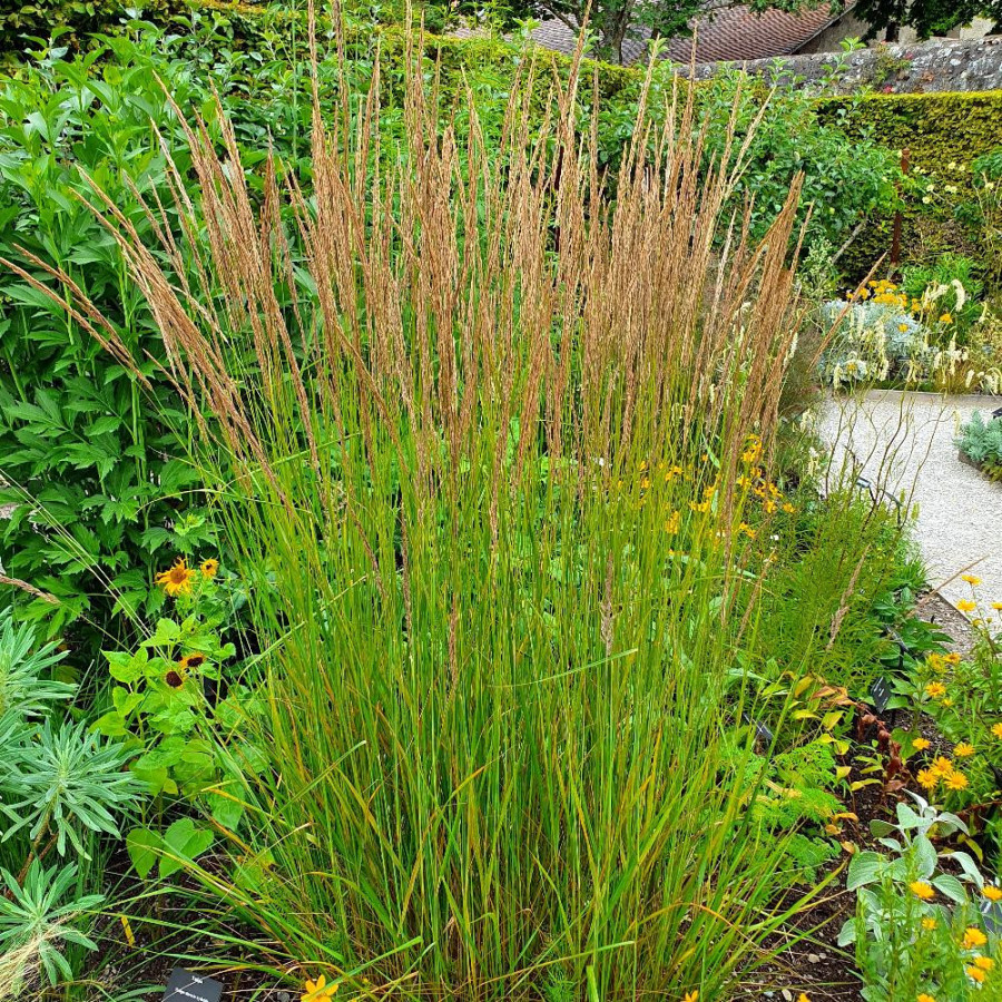 plantes-vivaces-calamagrostis-acutiflora-karl-foerster-calamagrostide-en-vente-pepiniere-lepage-