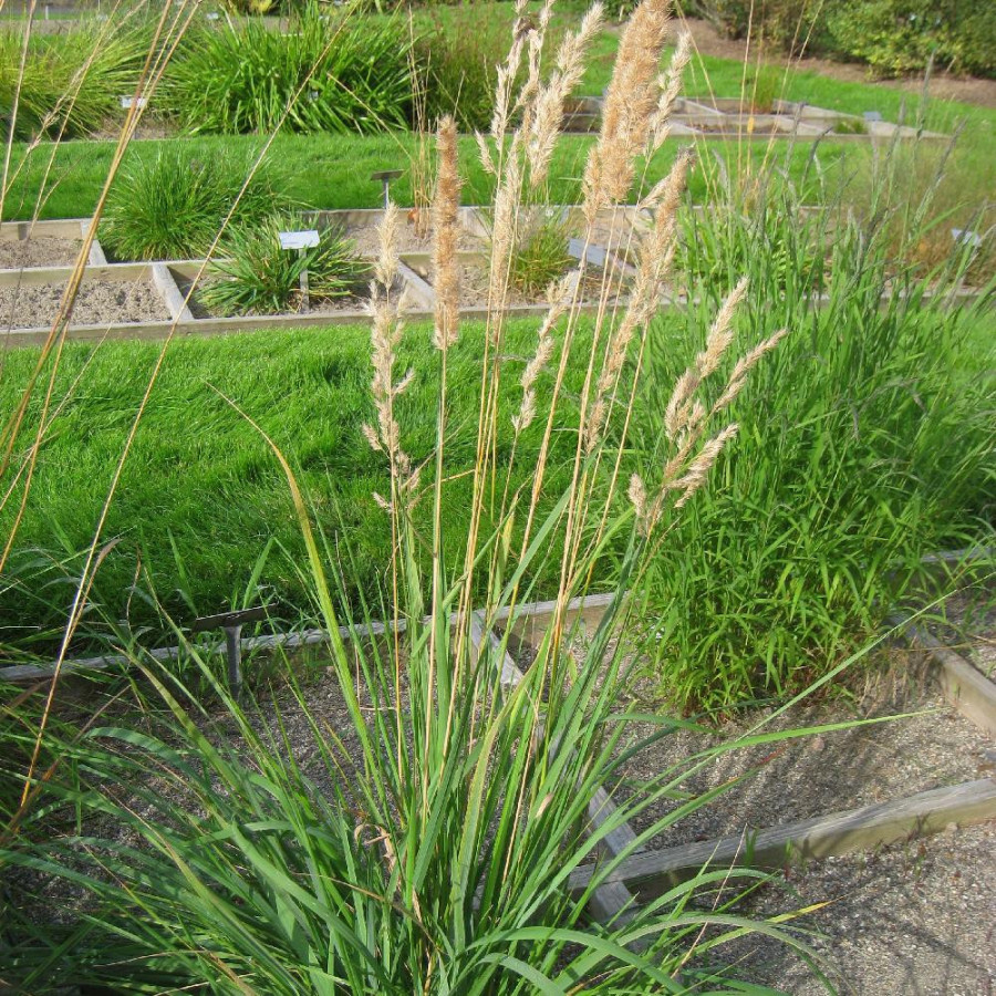Plantes Vivaces CALAMAGROSTIS epigejos - Calamagrostide terrestre en vente - Pépinière Lepage .