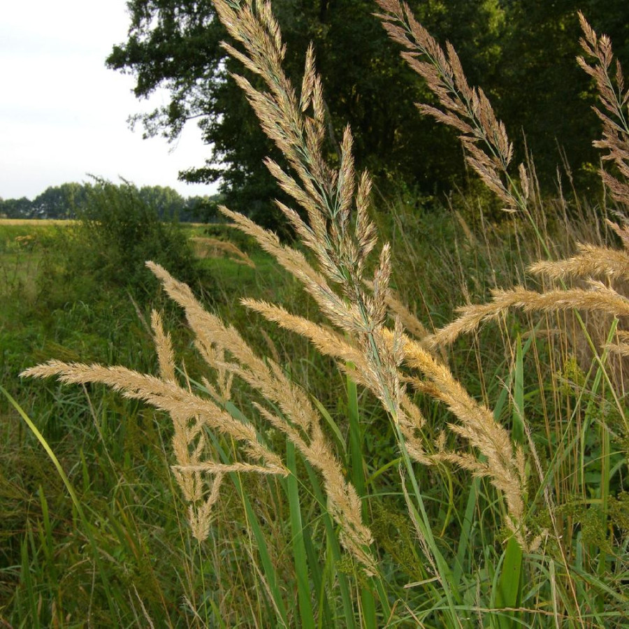 Plantes Vivaces CALAMAGROSTIS epigejos - Calamagrostide terrestre en vente - Pépinière Lepage .