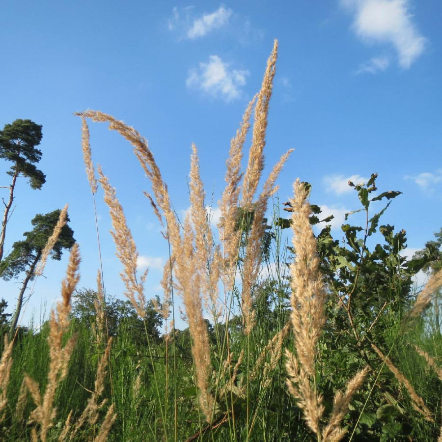 Plantes Vivaces CALAMAGROSTIS epigejos - Calamagrostide terrestre en vente - Pépinière Lepage .
