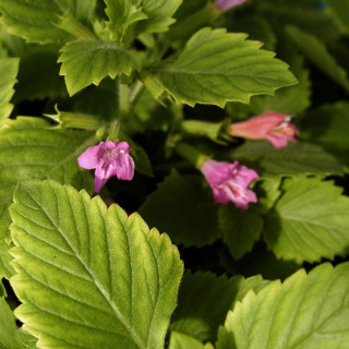 plantes-vivaces-calamintha-grandiflora-calament-en-vente-the-de-l-aubrac-en-vente-pepiniere-lepage-