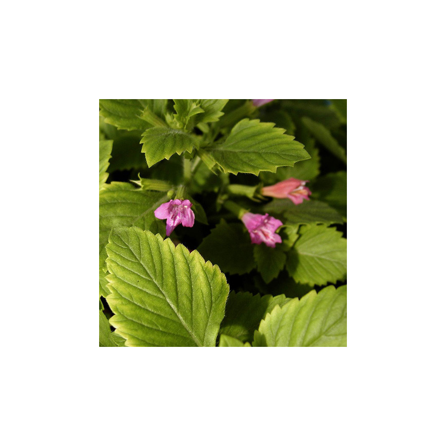 Plantes Vivaces CALAMINTHA grandiflora - Calament en vente - Thé de l'Aubrac en vente - Pépinière Lepage .